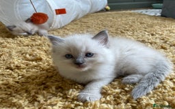 Ragdoll cats for sale: GCCF Ragdoll Kittens - Image 12