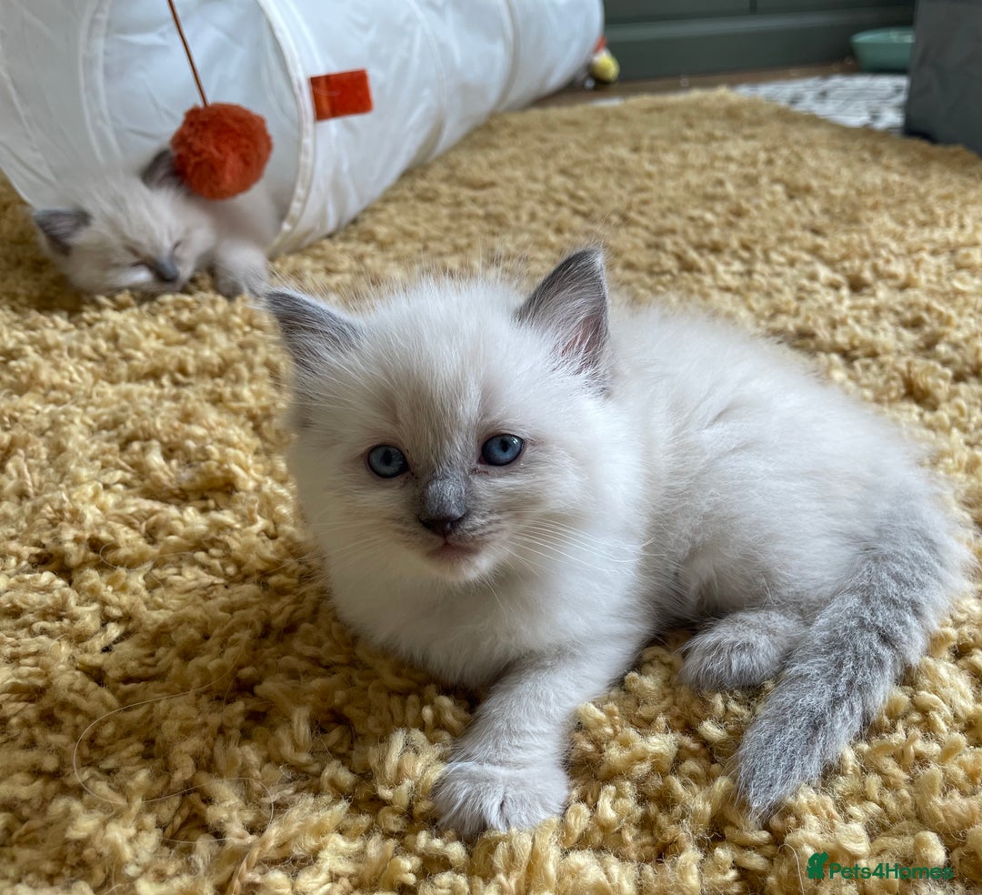 Ragdoll cats for sale: GCCF Ragdoll Kittens - Image 12