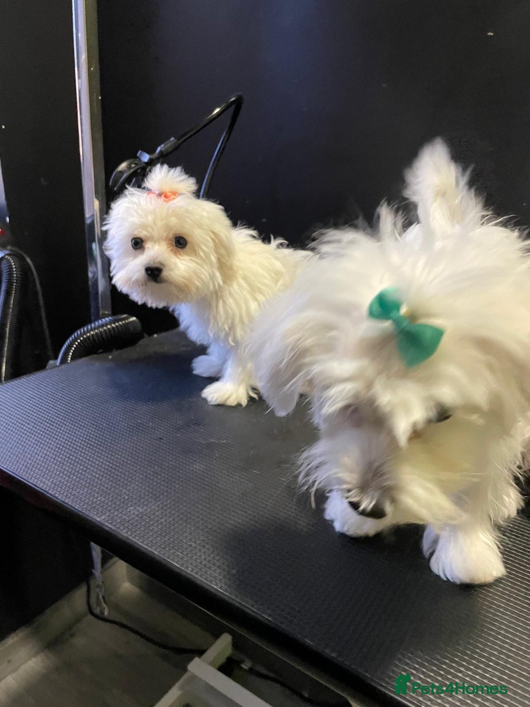 Maltese dogs for sale: Maltese puppies  - Image 6