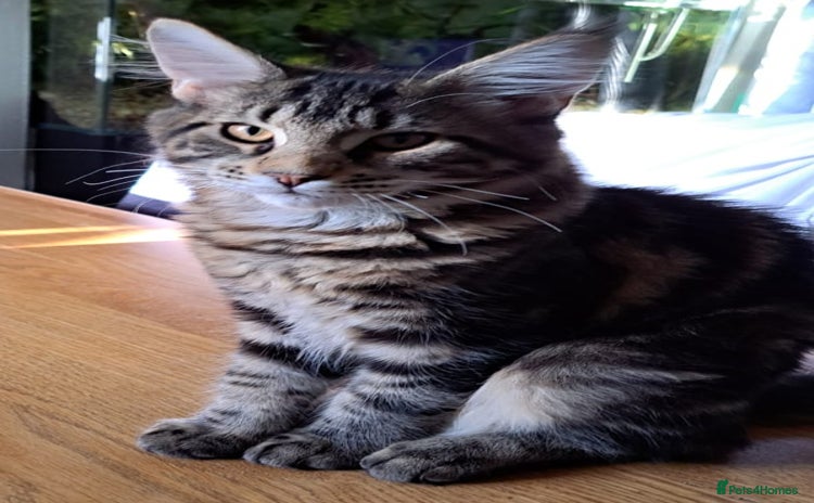 Maine Coon cats - Advert 2