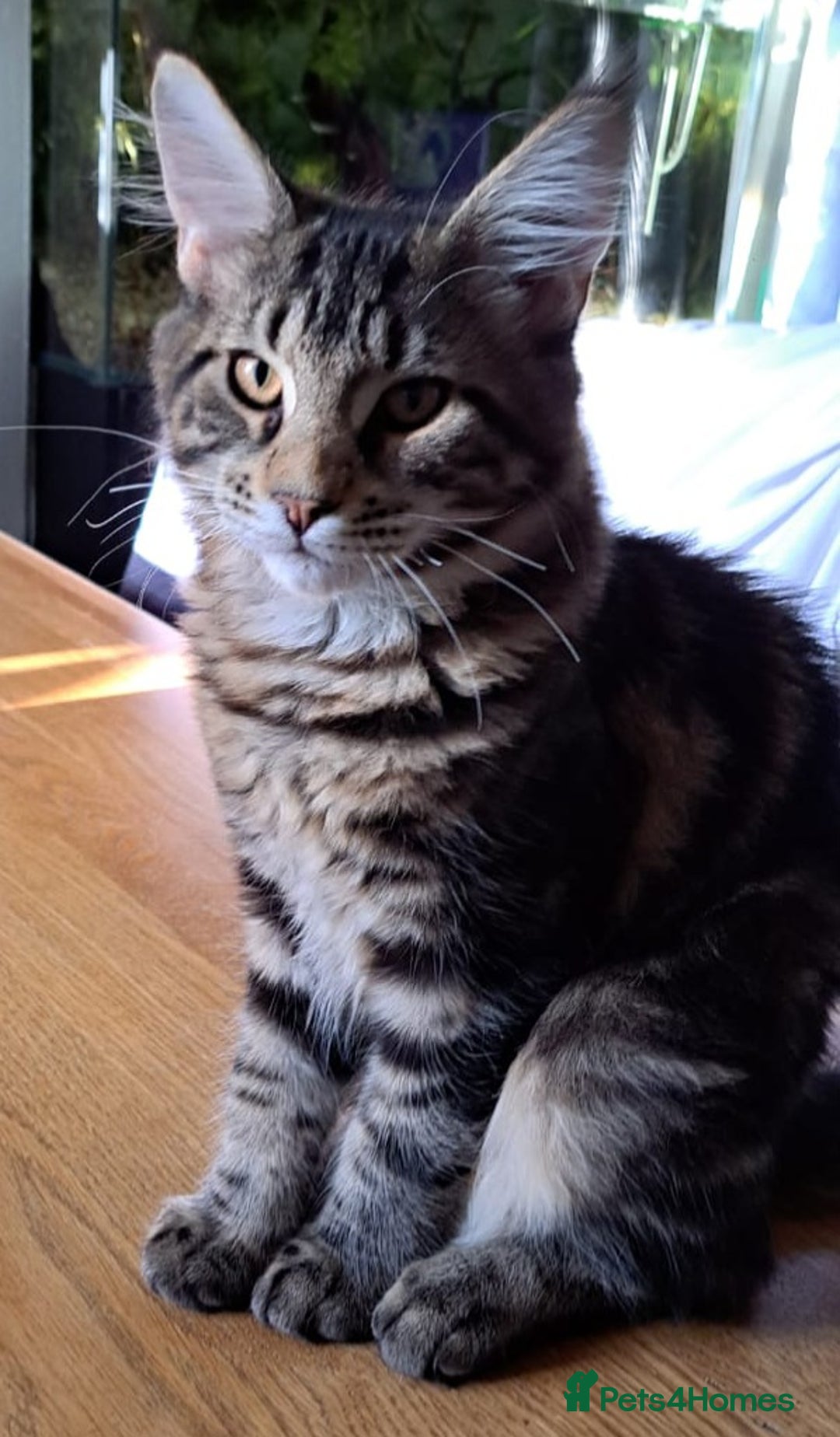 Maine Coon cats for sale: Purebred Maincoon Kitten - Image 1