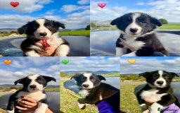 Border Collie dogs for sale: Pure bred, beautiful Border Collie puppies 🖤🤍🐾 - Image 3