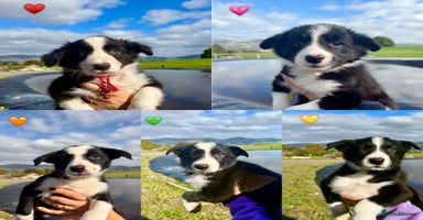 Border Collie dogs - Advert 16