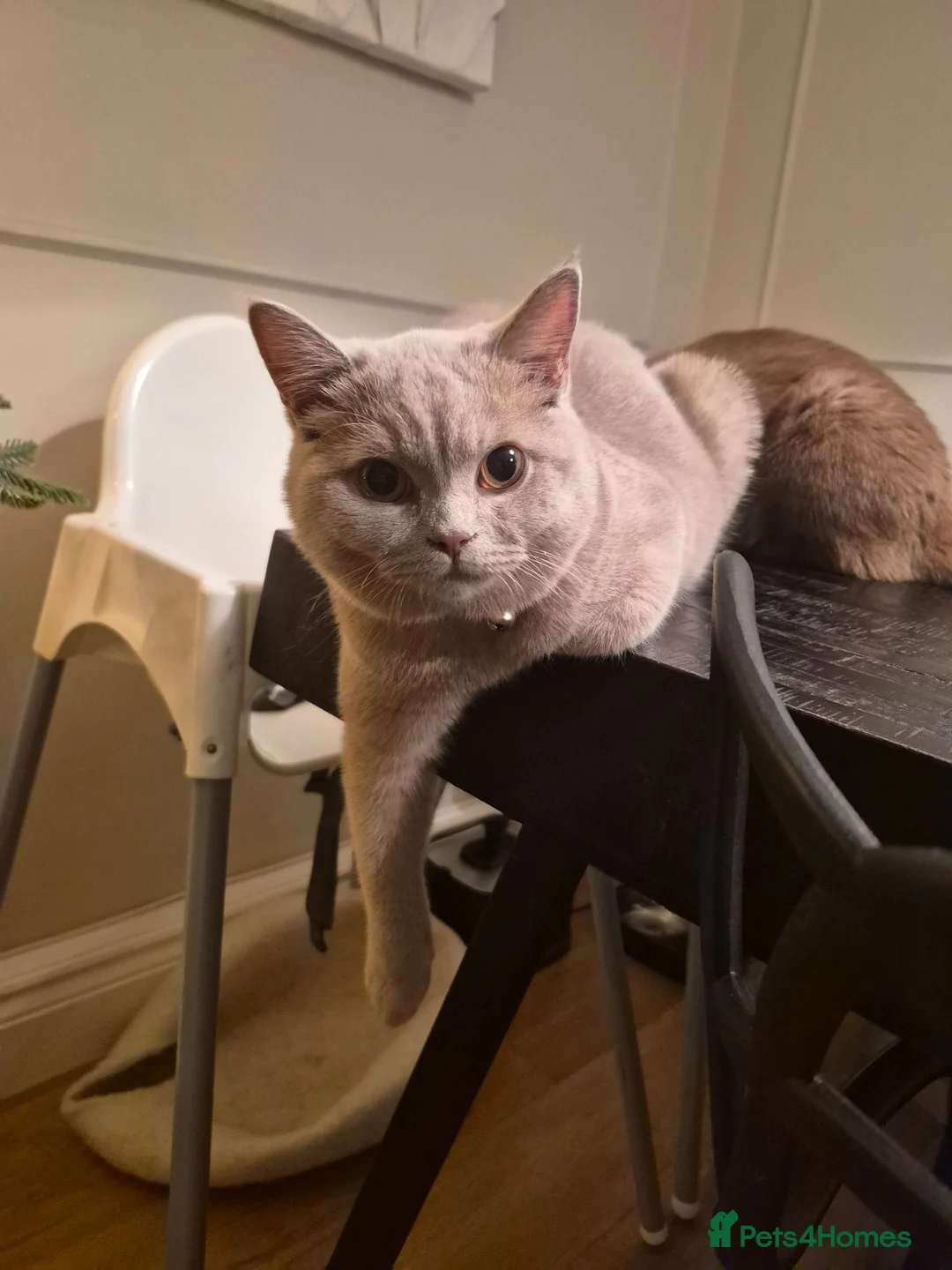British Shorthair cats for sale: Fawn and Cinnamon BSH Boys in Uxbridge - Advert 2