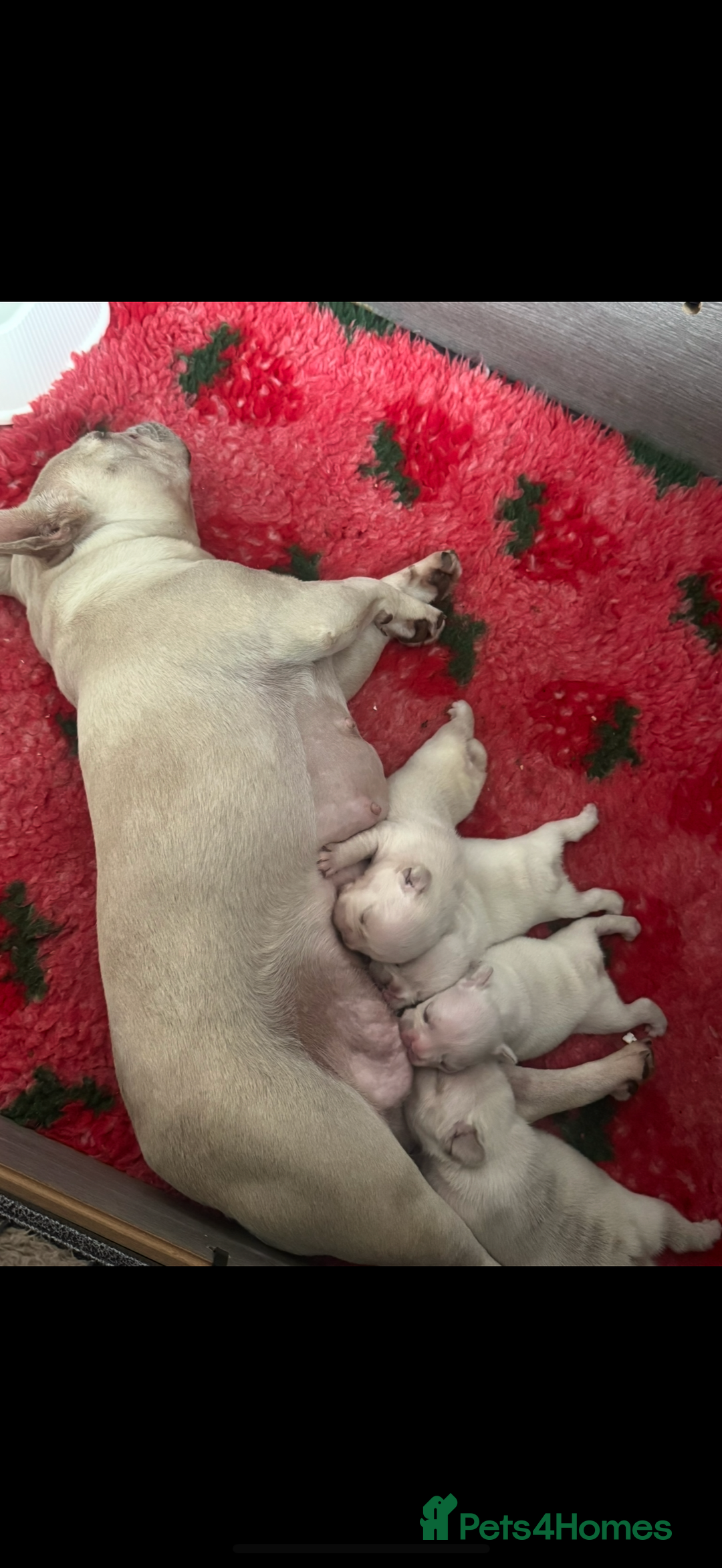 French Bulldog dogs for sale: last girl ready to leave now 🐾⚡️ - Advert 20