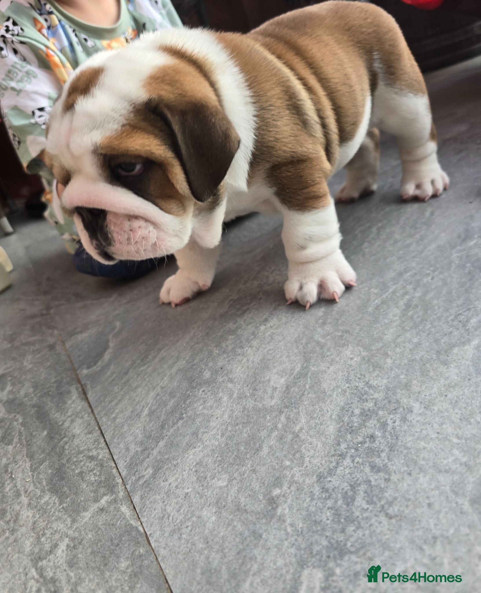 English Bulldog dogs 🐾 Beautiful KC Reg English Bulldog Puppies 🐶 - Advert 1