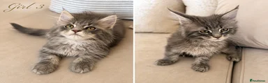 Maine Coon Kitten 3
