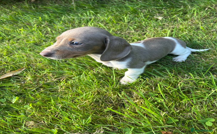 Miniature Dachshund dogs - Advert 2