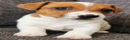Jack Russell dogs for sale: Superb Veterinary Docked working Jack Russells - Advert 8
