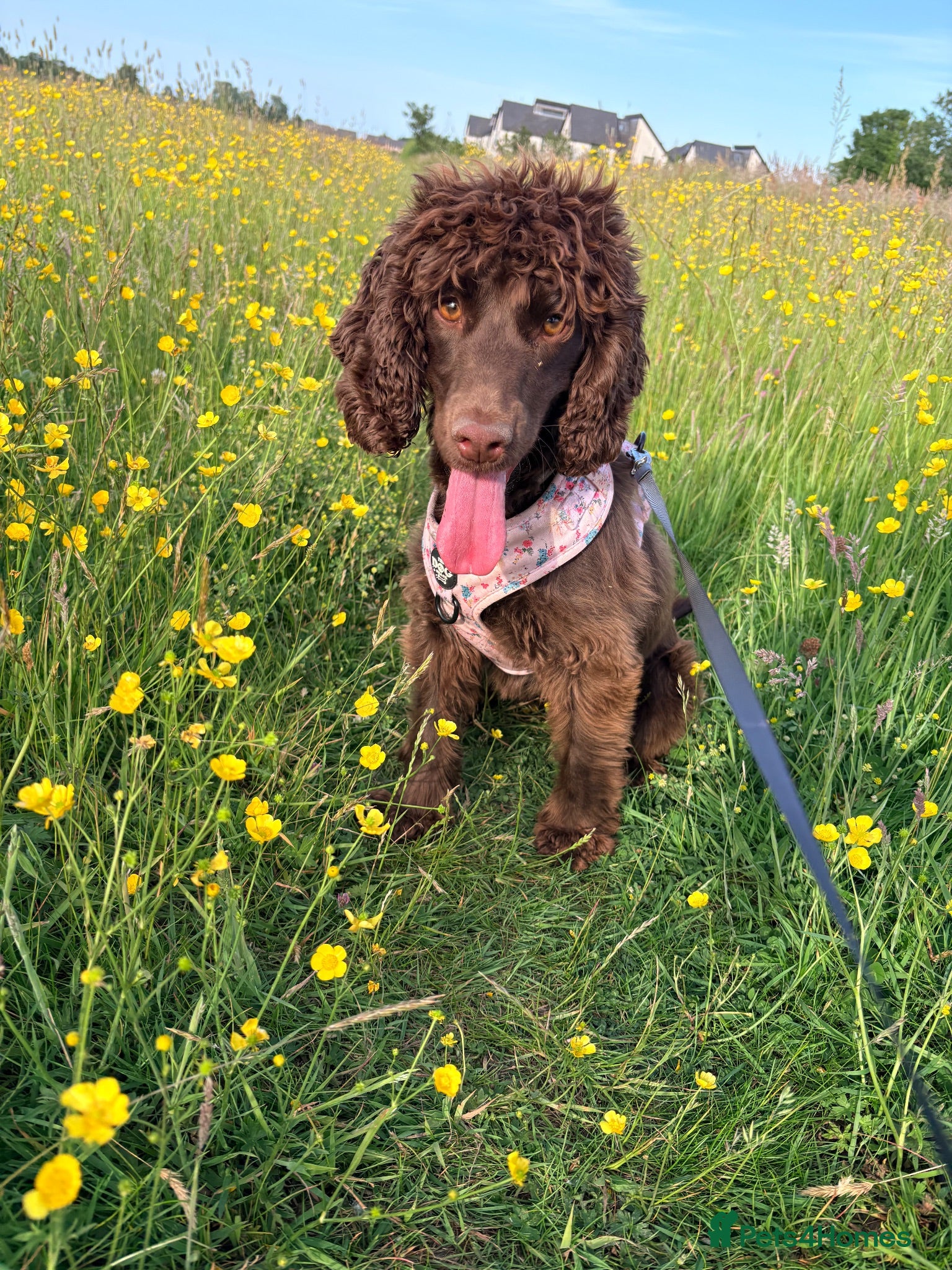 Cocker Spaniel dogs Dolly 🐾 - Advert 3