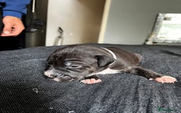 Mixed Breed dogs for sale: American bulldog staffy 🏡 - Image 27