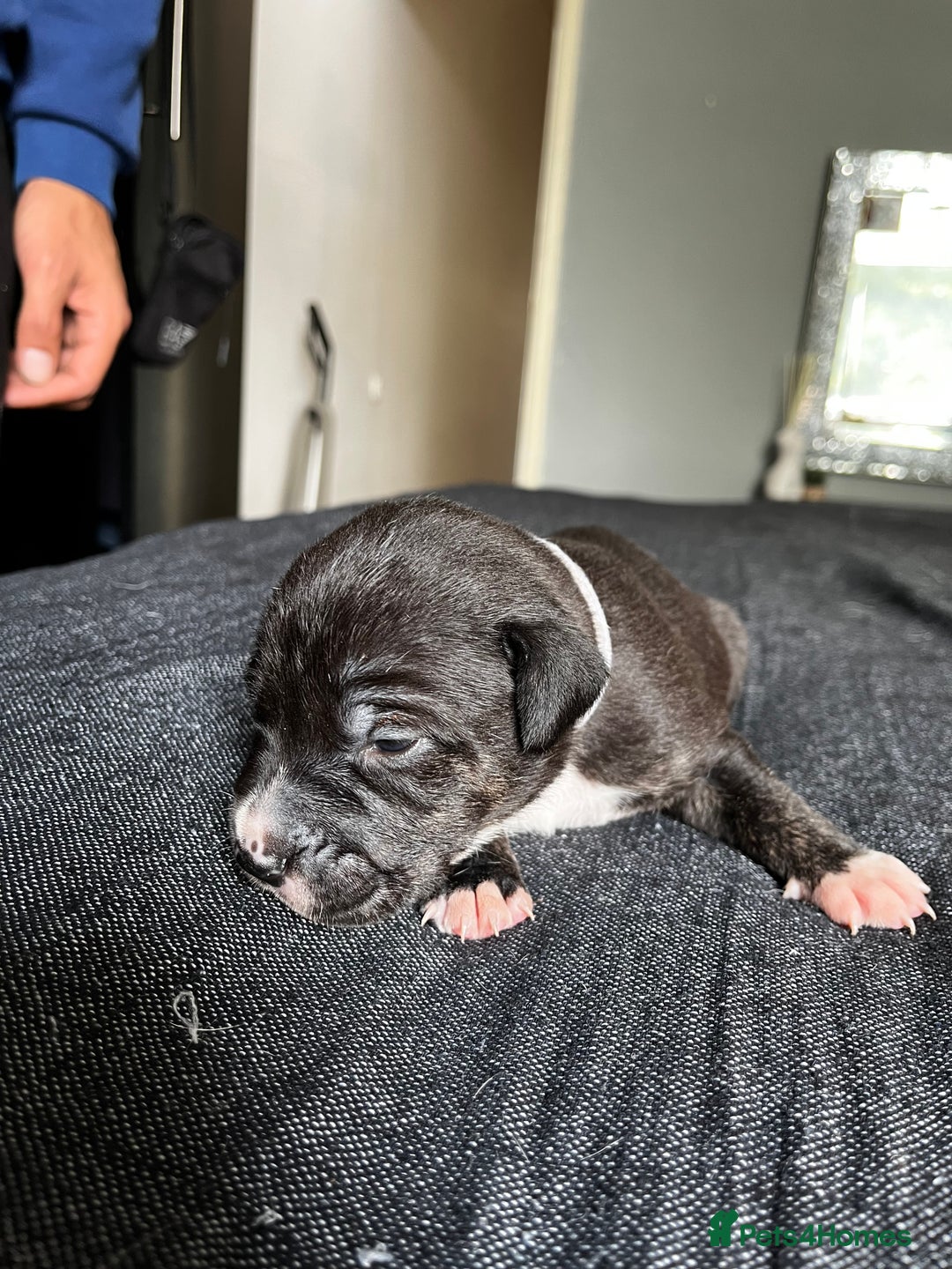 Mixed Breed dogs for sale: American bulldog staffy 🏡 - Image 27