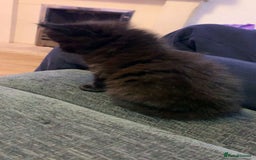 Maine Coon cats for sale: 2 Maine coon cross kittens - Advert 12