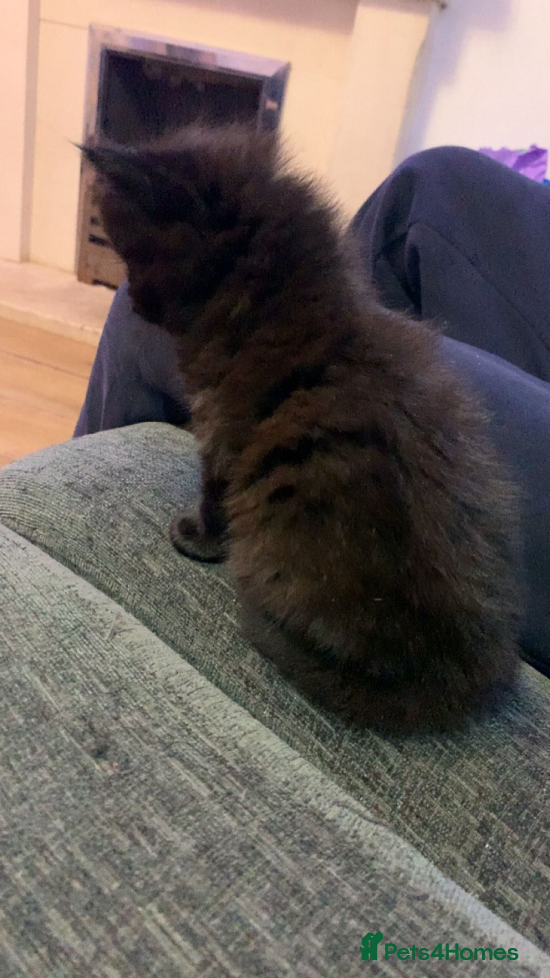 Maine Coon cats for sale: 2 Maine coon cross kittens - Advert 12