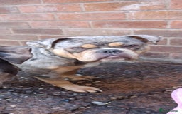American Bully dogs for sale: Here is indi(moaning mertle)  - Image 5