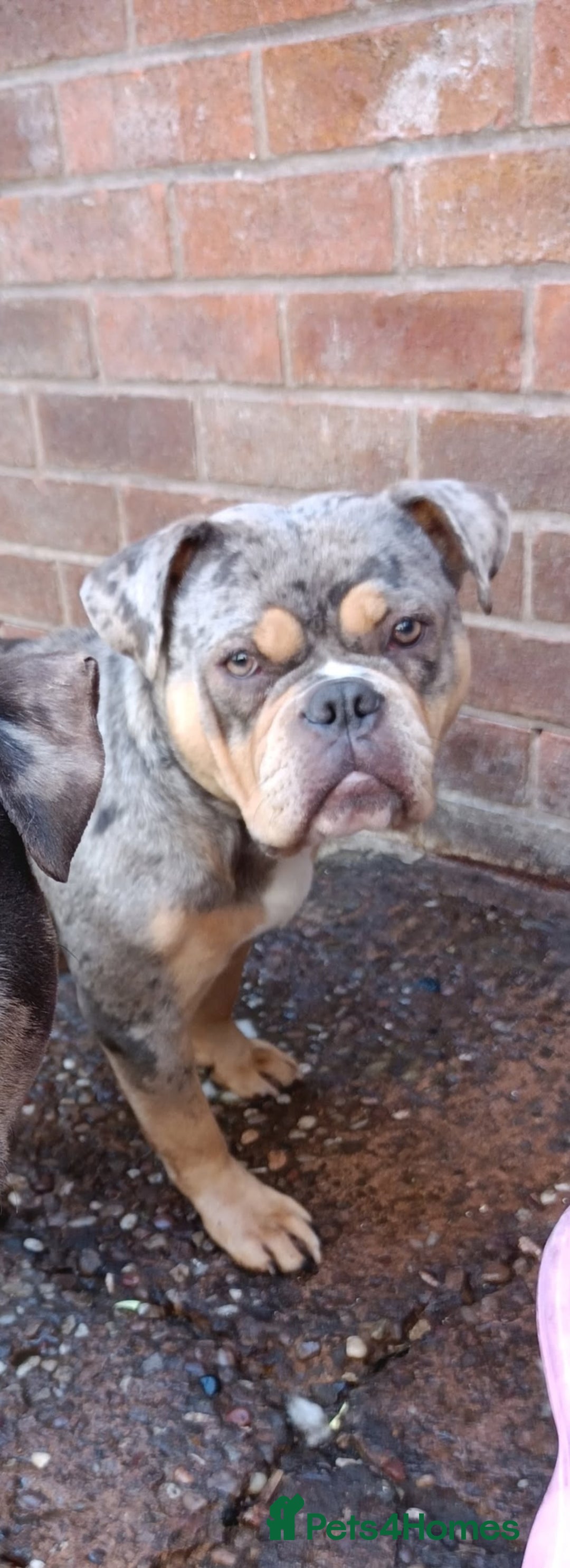 American Bully dogs for sale: Here is indi(moaning mertle)  - Image 5