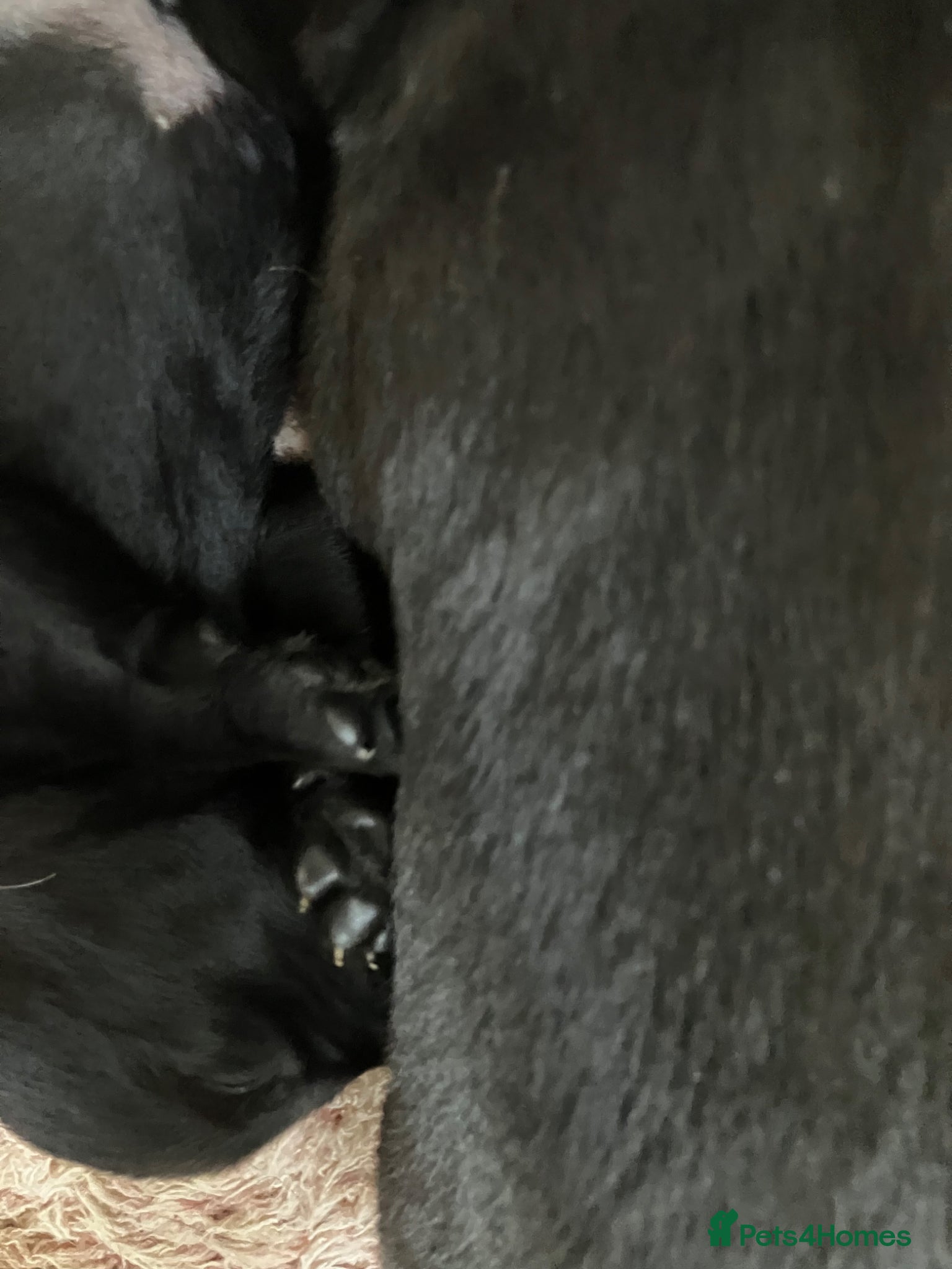 Labrador Retriever dogs Quality bred, cared for puppies. Pick of litter? - Advert 2