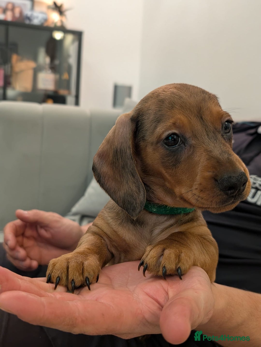 Miniature Dachshund dogs for sale: 2x miniature dachshunds - Image 11