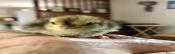 Mixed Breed birds for sale: Femail celadon quail in York - Advert 1