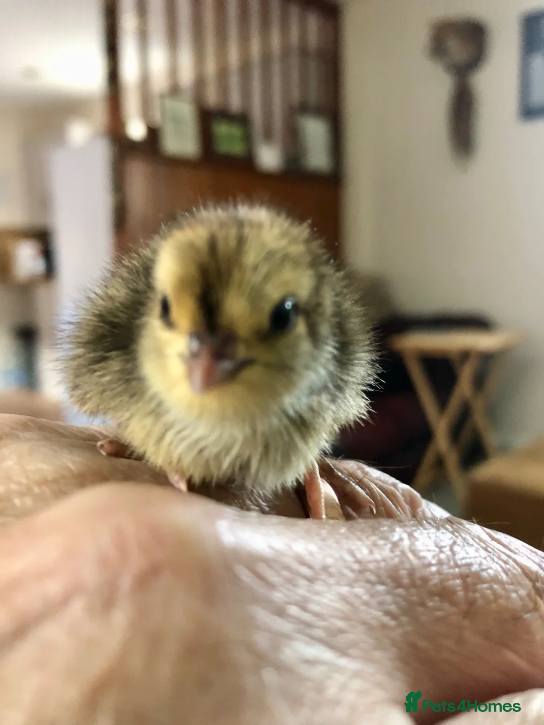 Mixed Breed birds for sale: Femail celadon quail in York - Advert 1