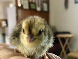 Mixed Breed birds Femail celadon quail - Advert 11