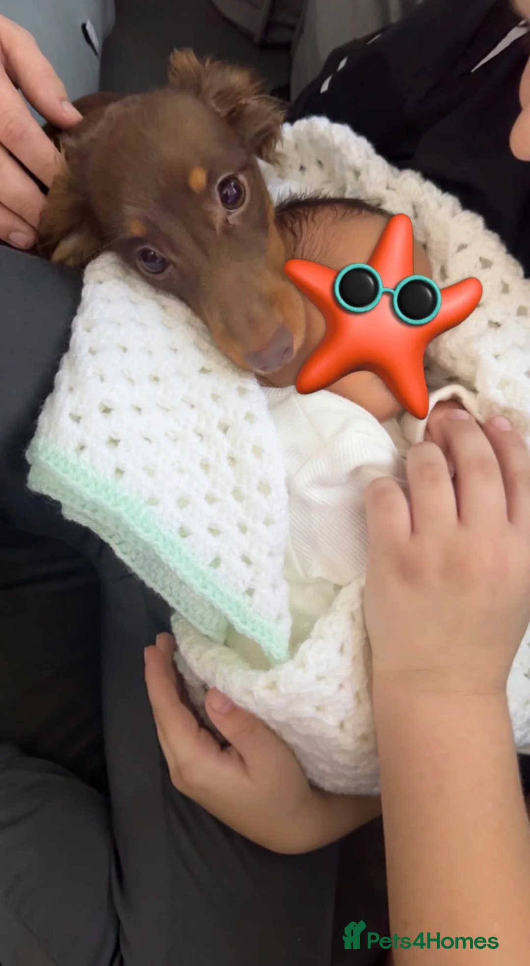 Miniature Dachshund dogs for sale: Lucky  in Faversham - Advert 2