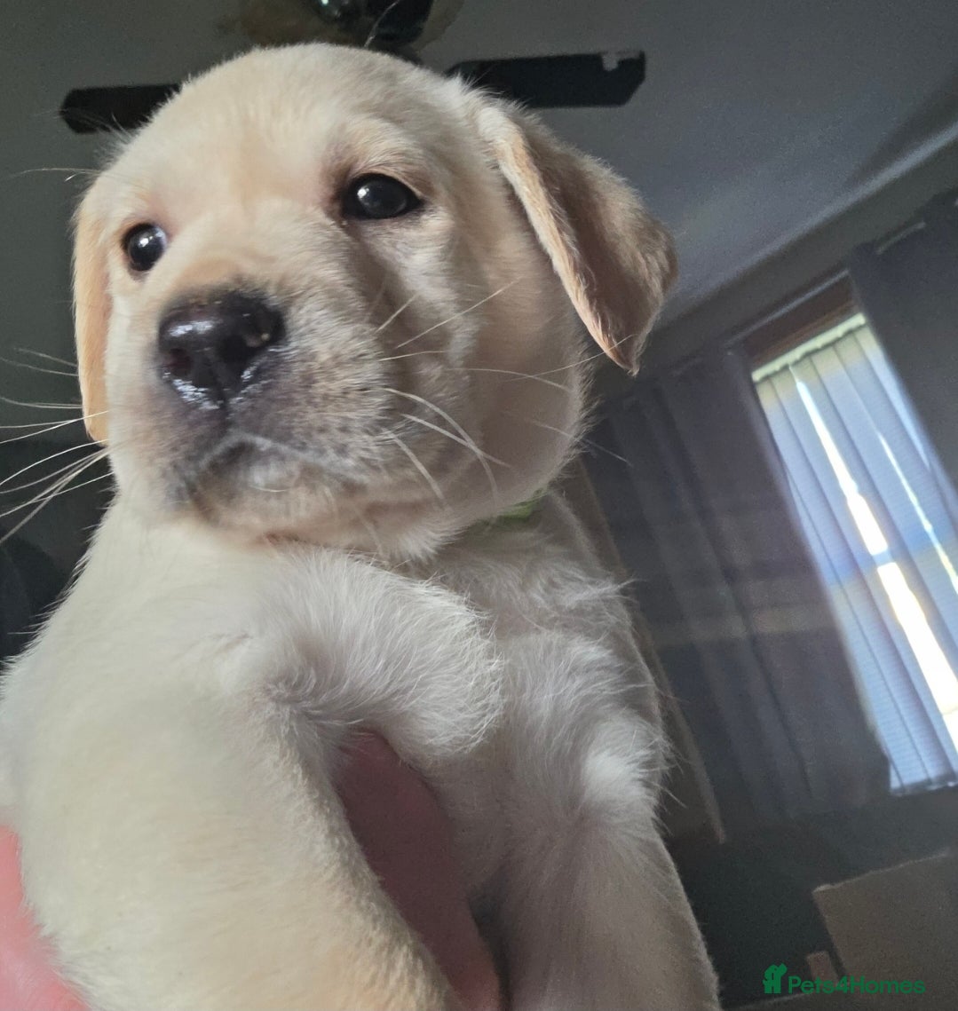 Labrador Retriever dogs Stunning labrador pups  ready on 10th april  - Advert 13