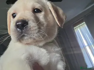 Labrador Retriever dogs Stunning labrador pups ready on 10th april - Advert 13