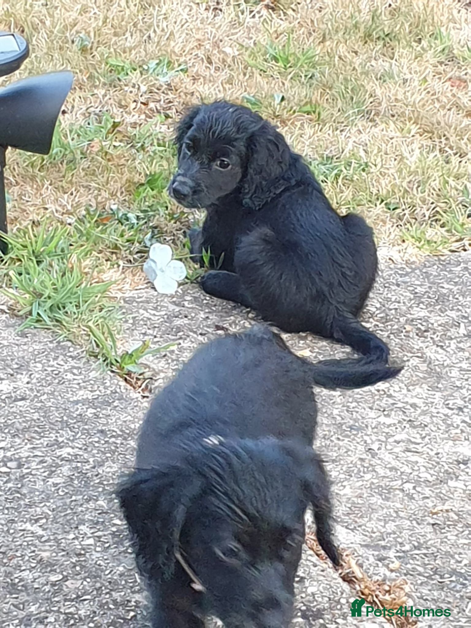 Cockapoo dogs Two beautiful girls left  - Advert 5
