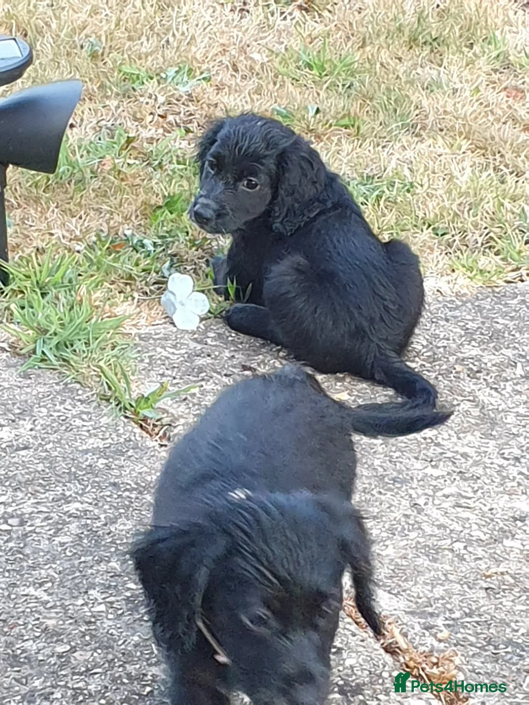 Cockapoo dogs for sale: Two beautiful girls left  - Advert 1