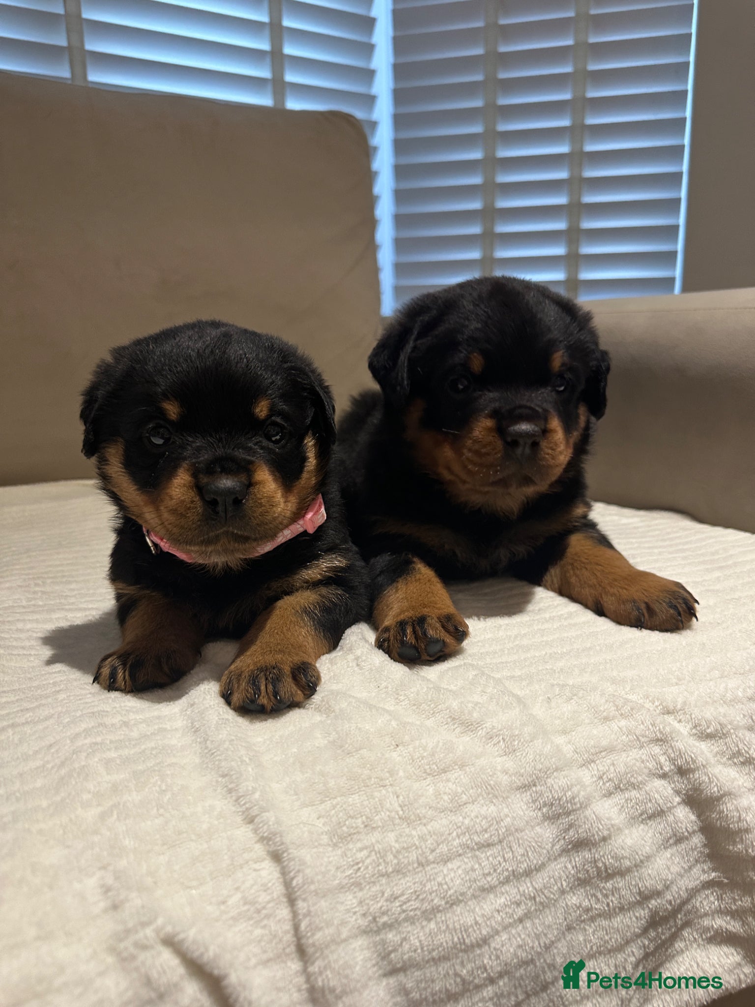 Rottweiler dogs OUTSTANDING GERMAN ROTTWEILER PUPPIES  - Advert 1