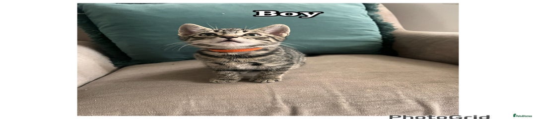 Mixed Breed Kitten 4