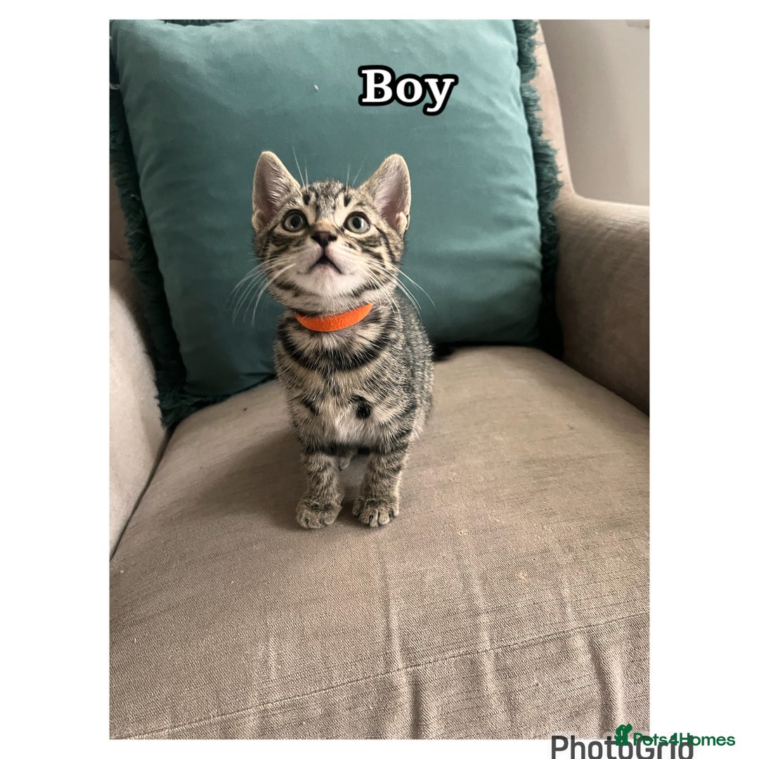 Mixed Breed cats for sale: 6 kittens  - Image 2