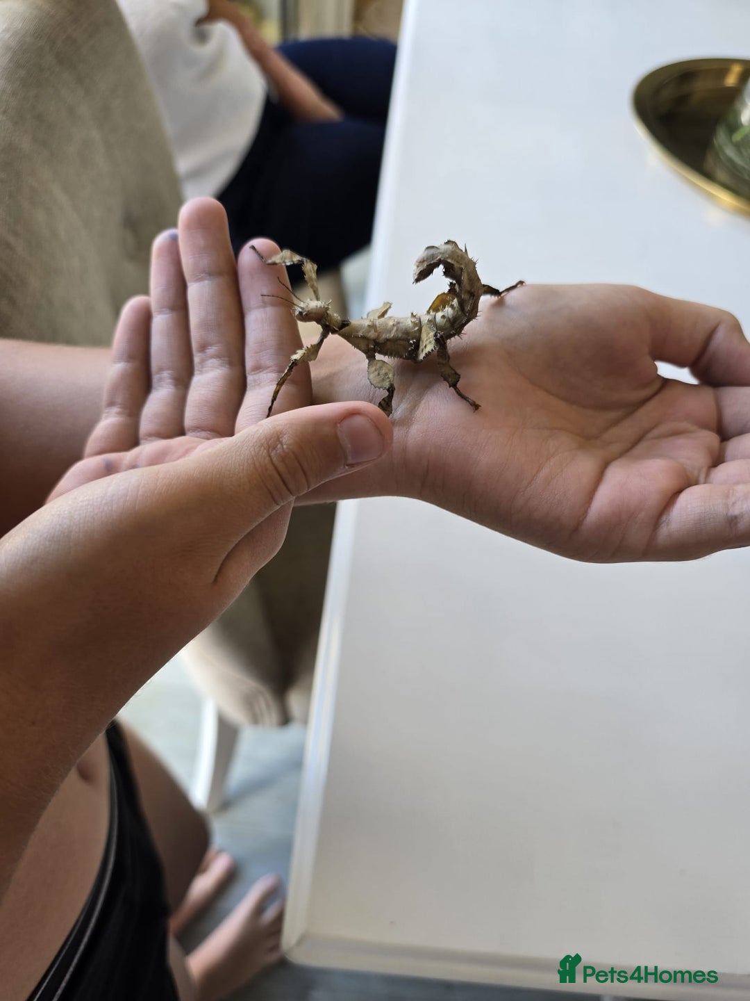 Stick Insects invertebrates for sale: Extatosoma tiaratum Spiny Leaf insect EGGS - Image 8