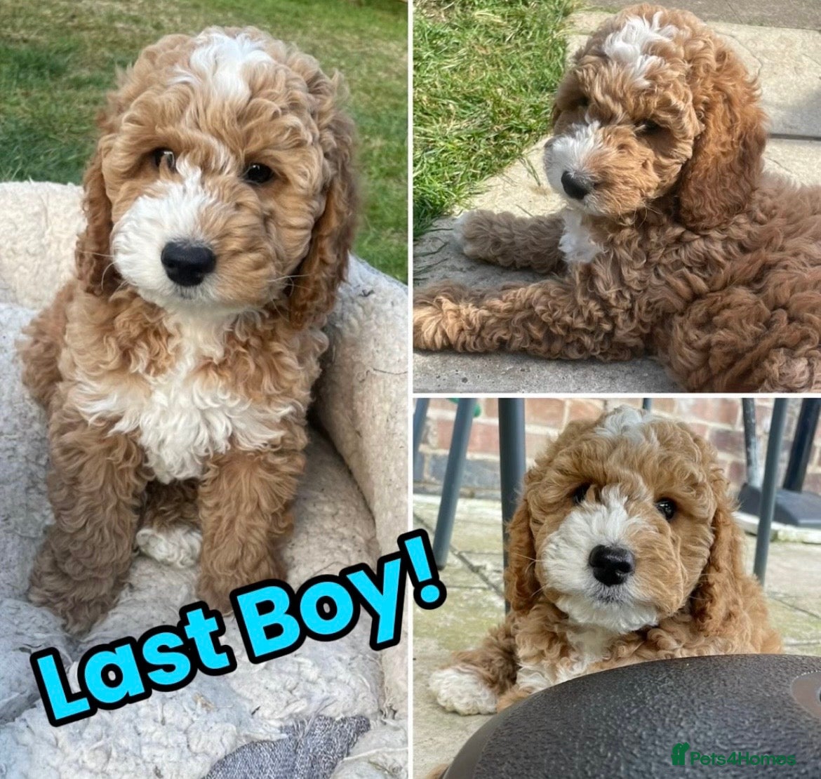 Cockapoo dogs Ready Now! Cockapoo Puppies 🐾 - Advert 6