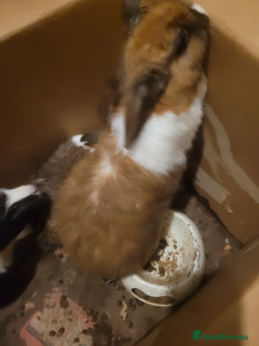 Mixed Breed rabbits for sale: Cross Dutch and lionlop doe for sale - Advert 1