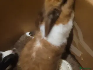 Mixed Breed rabbits Cross Dutch and lionlop doe for sale - Advert 1