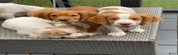 Cocker Spaniel dogs for sale: Red and Lemon & White Working Cocker Spaniels - Advert 20