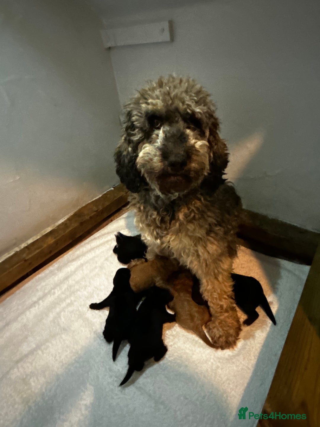 Cockapoo dogs for sale: Toy Cockapoo’s  - Advert 18