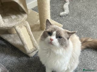 Ragdoll cats Meet bailey✨ - Advert 7