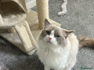Ragdoll cats Meet bailey✨ - Advert 3