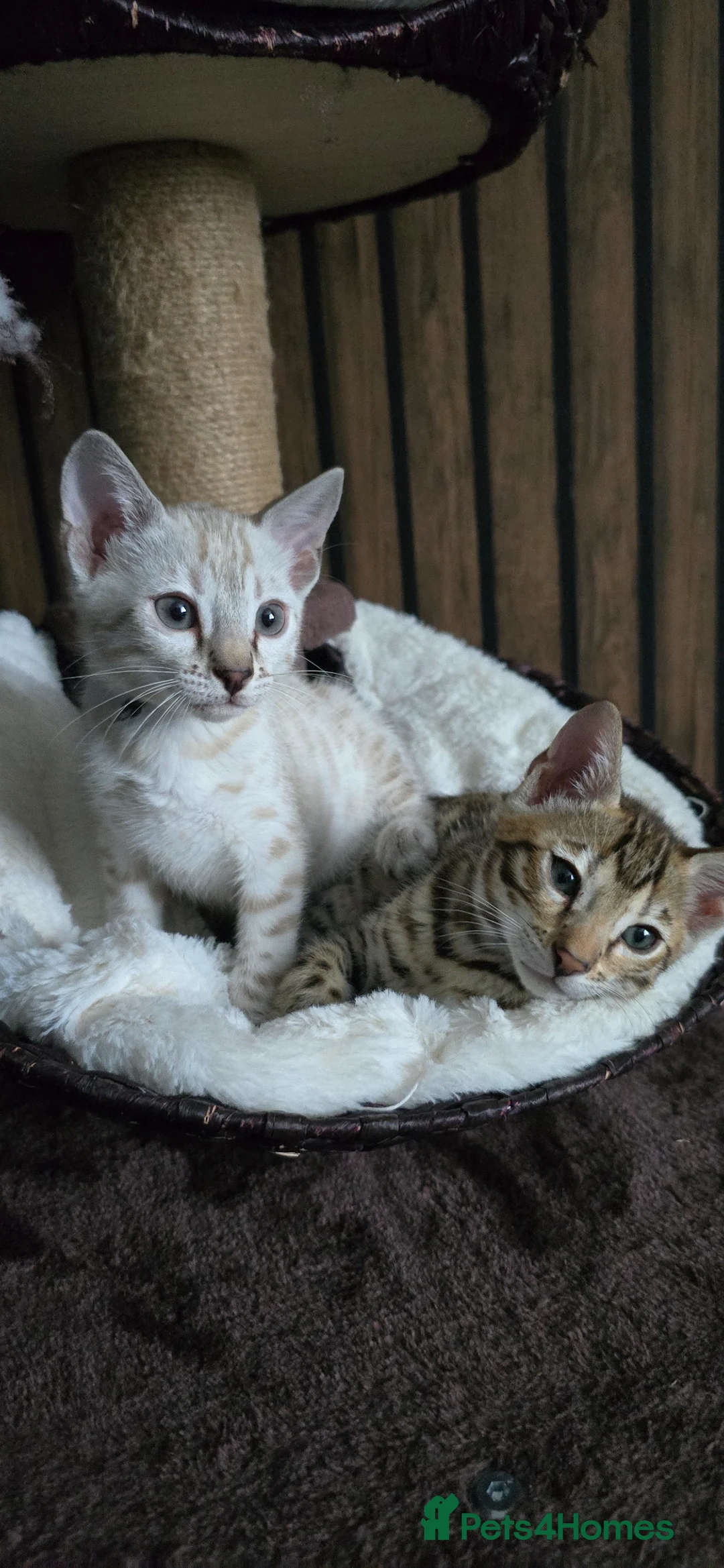 Bengal cats for sale: Only 1 TICA boy left..Ready from middle May - Advert 21