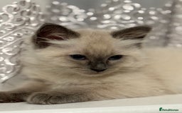 Ragdoll cats for sale: Ragdoll male kitten  - Image 4