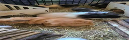 Guinea Pig rodents for sale: Guinea pigs - Advert 5