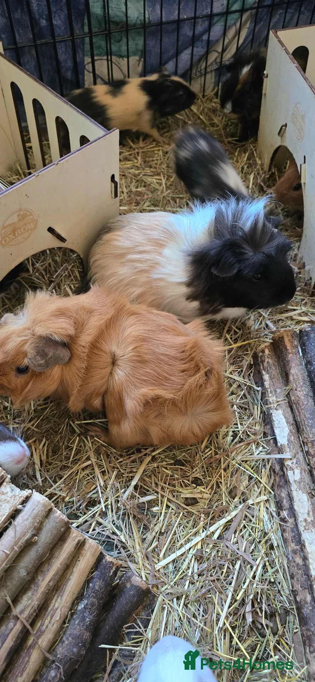 Guinea Pig rodents for sale: Guinea pigs - Advert 5