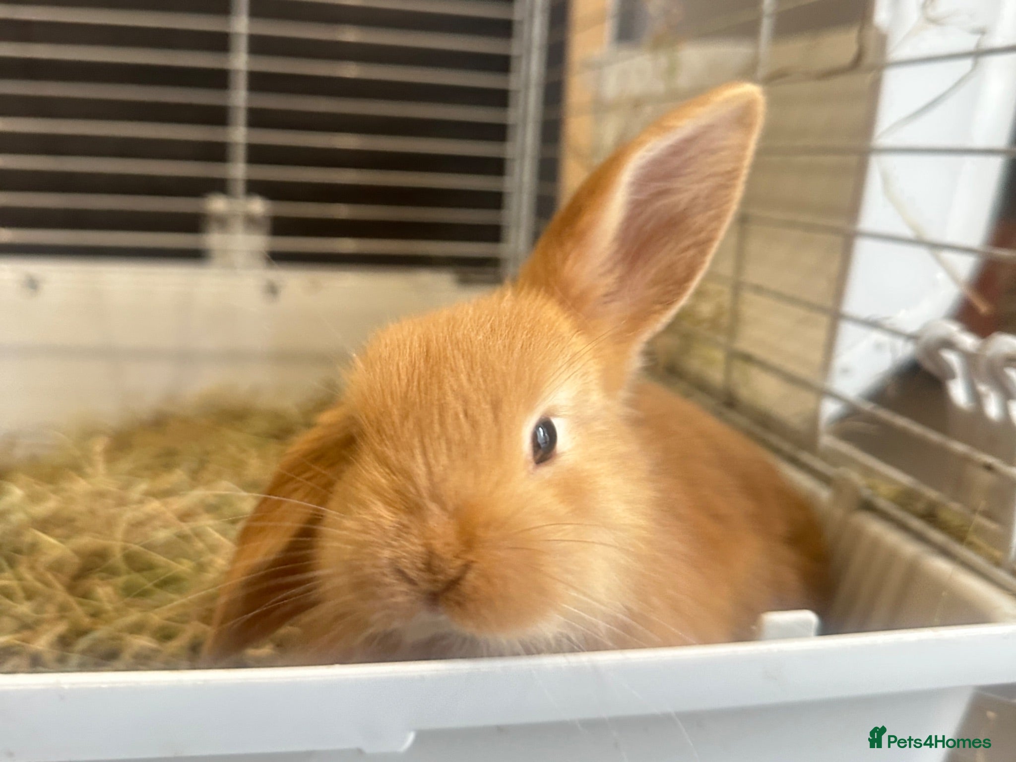 Mini Lop rabbits 5 mini lop babies looking for their forever home - Advert 7