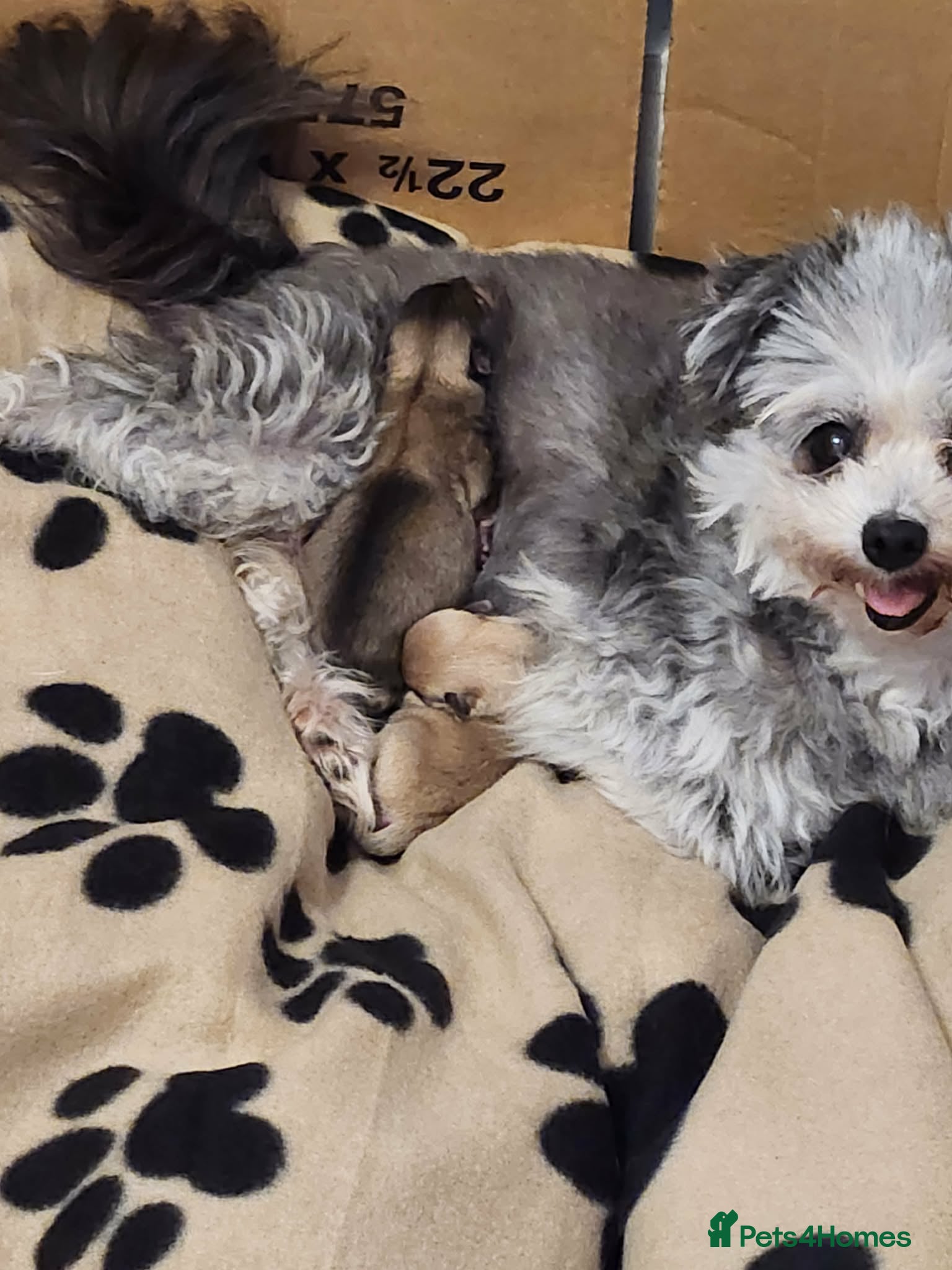 Mixed Breed dogs 2 pom yorkies  - Advert 2