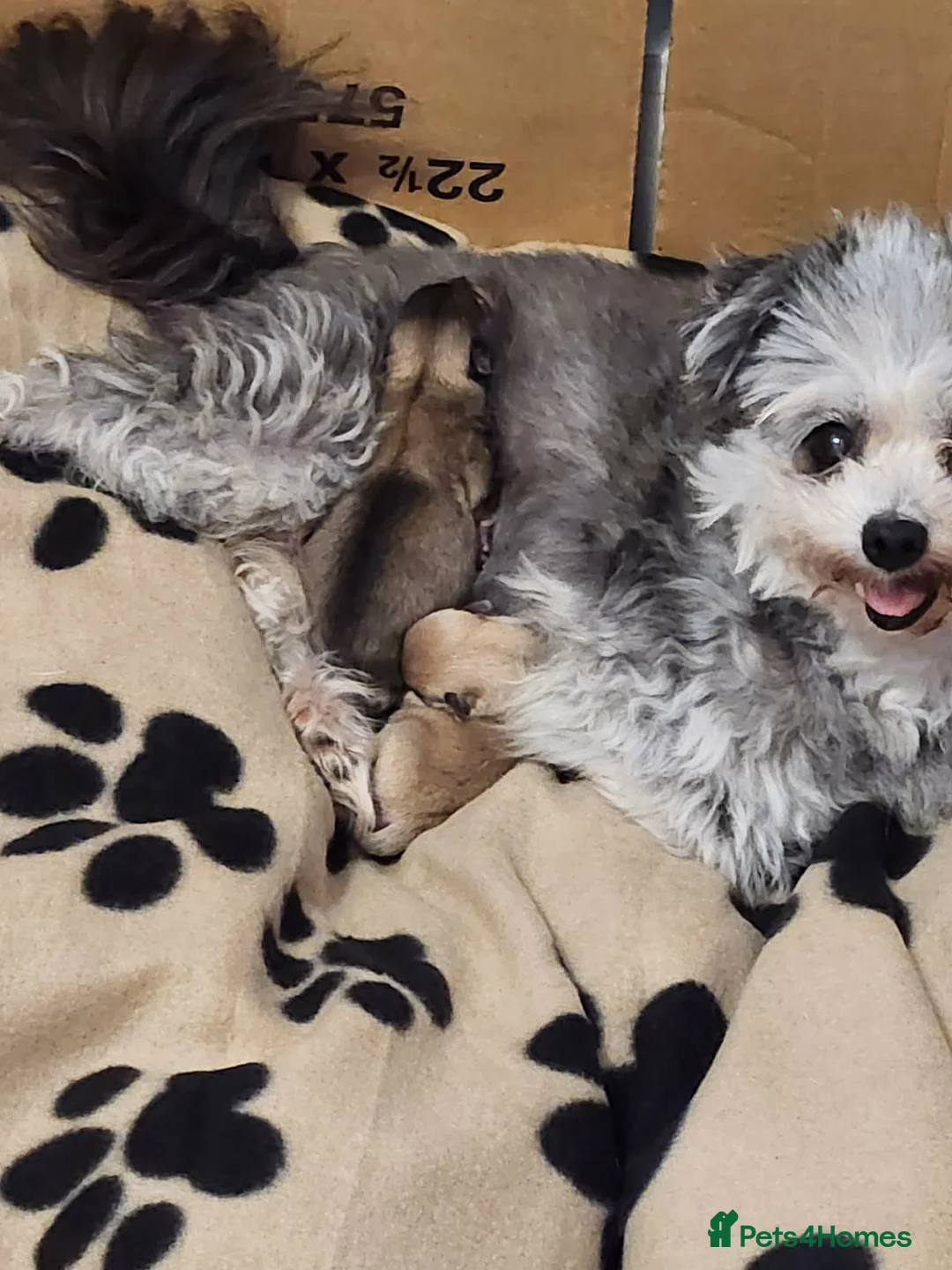 Mixed Breed dogs for sale: 2 pom yorkies  in Harlow - Advert 1