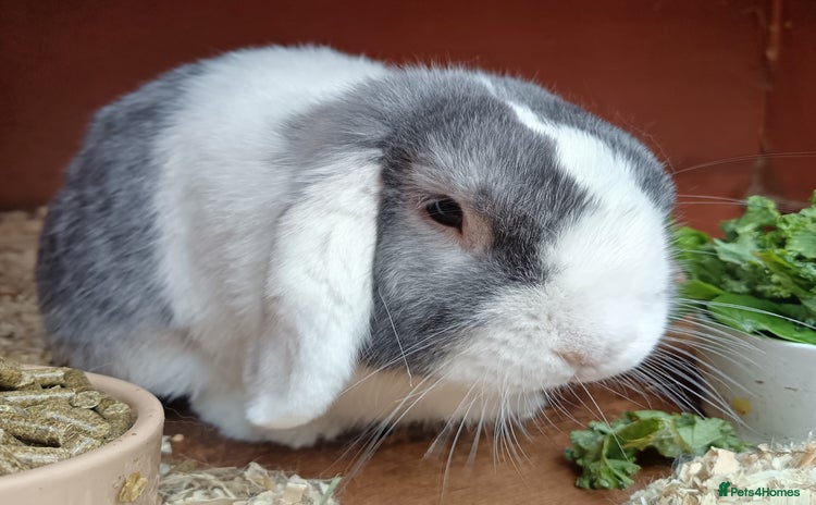 Mini Lop rabbits - Advert 2