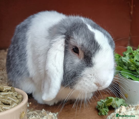 Mini Lop rabbits - Advert 4